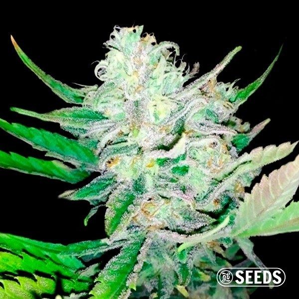Auto Girl Scout Cookies de GB Seeds en GB Lleida
