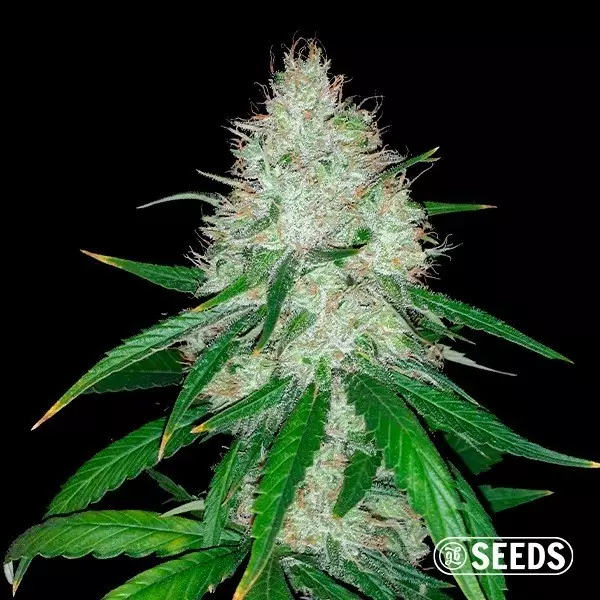 Auto Wedding Cake de GB Seeds en GB Lleida