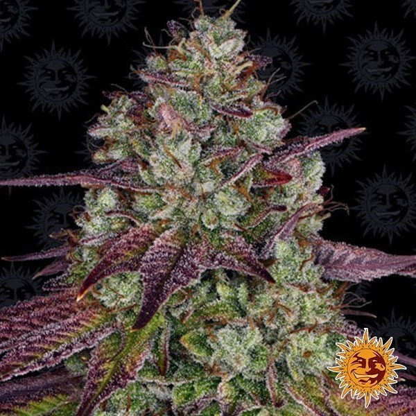 Mimosa EVO de Barney's Farm · Semillas feminizadas GB Strains en GB Lleida (Lleida)