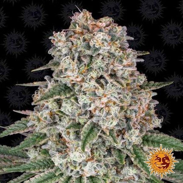 Tropicanna Banana de Barney's Farm en GB Lleida