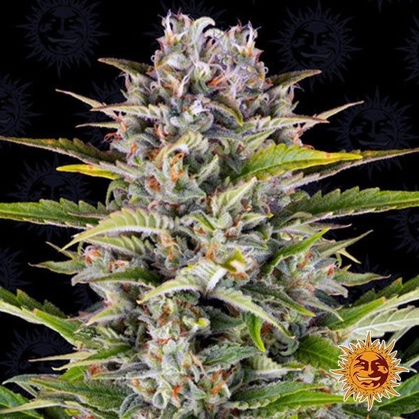 Barney's Farm