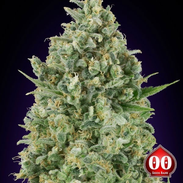 Critical Poison de 00 Seeds en GB Lleida