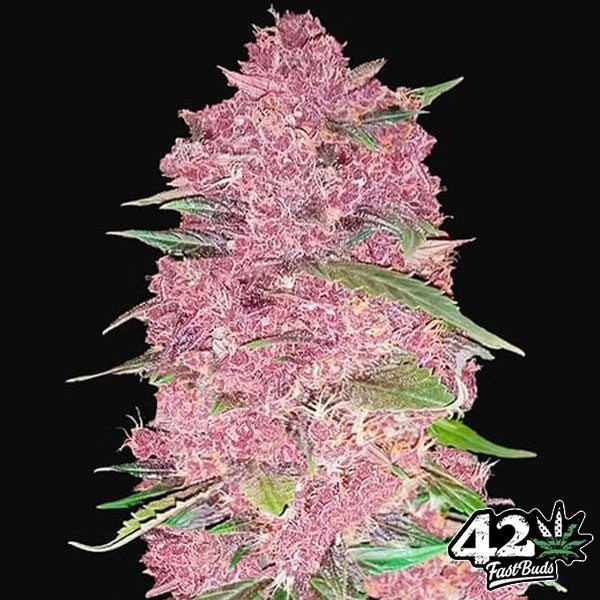 Purple Lemonade Auto de Fast Buds en GB Lleida