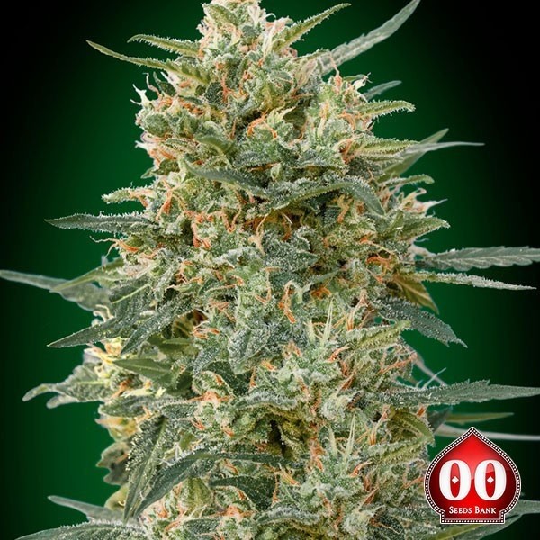 Gorilla Fast de 00 Seeds en GB Lleida