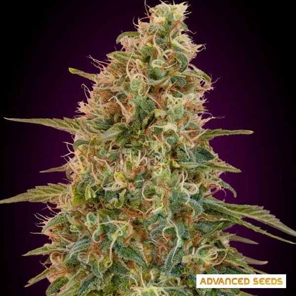 Auto Zkittlez - Advanced Seeds de Advanced Seeds en GB Lleida