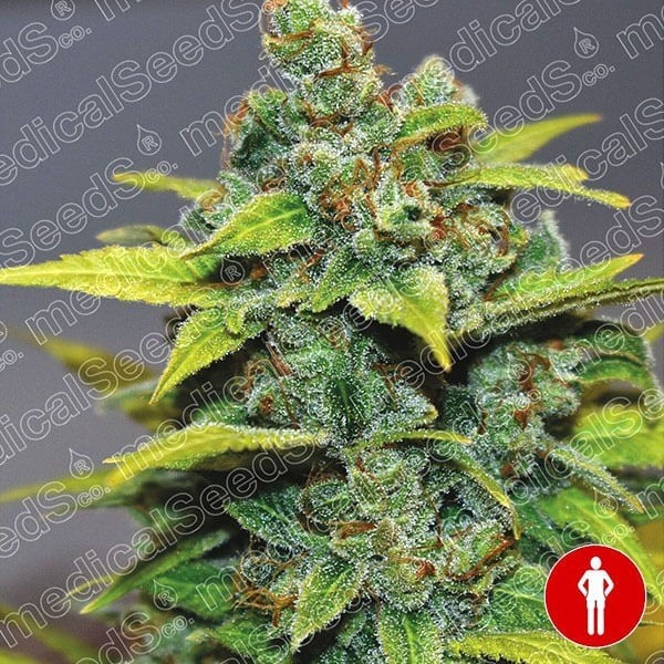 Semillas Feminizadas Banana Zkittlez de Medical Seeds en GB Lleida
