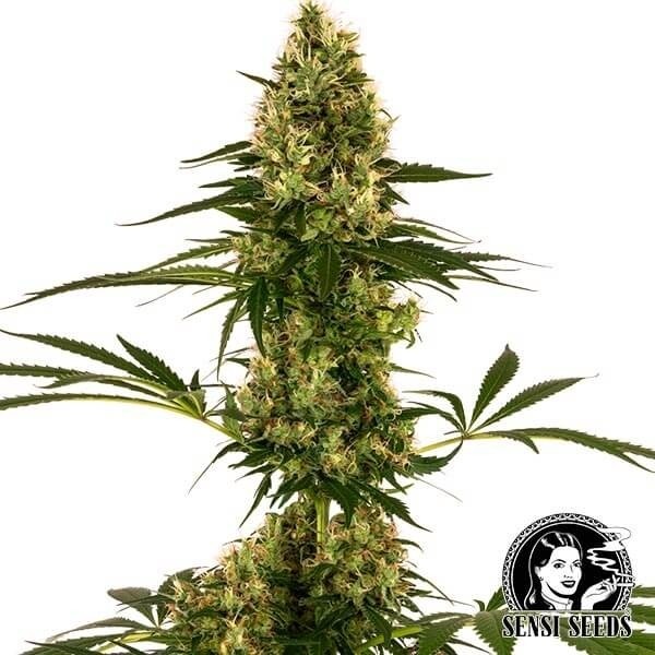 Semillas Autoflorecientes Blue Bullet de Sensi Seeds en GB Lleida