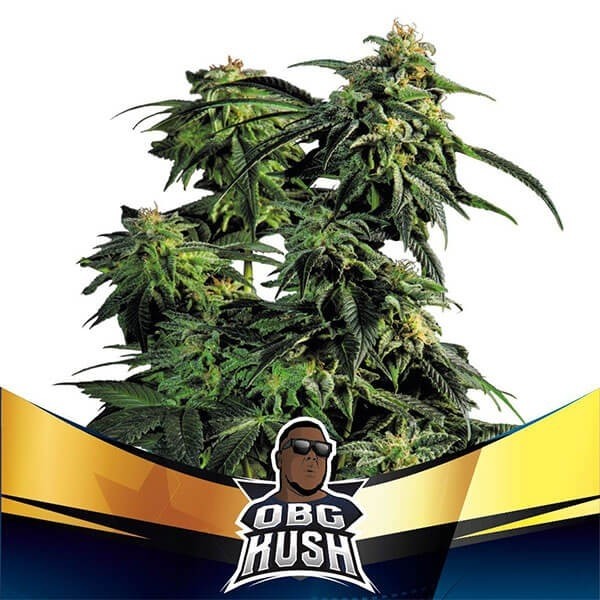 OBG Kush Faster Flowering de BSF Seeds en GB Lleida