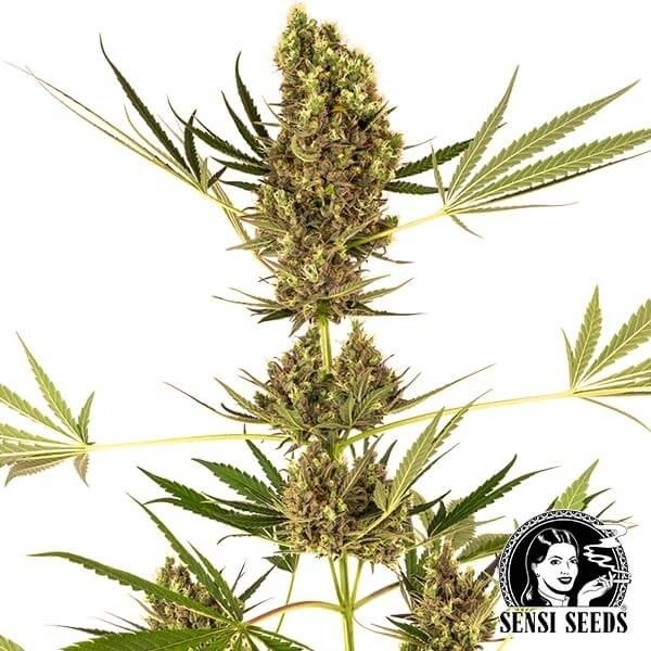 Alpine Delight CBD Auto de Sensi Seeds en GB Lleida