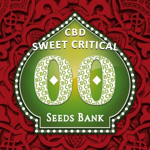 Sweet Critical CBD de 00 Seeds en GB Lleida