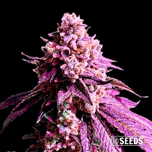 Auto Purple Sunset XXL de GB Seeds en GB Lleida