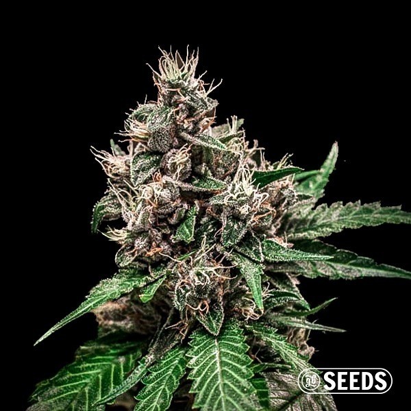 Auto Bruce Banner de GB Seeds en GB Lleida
