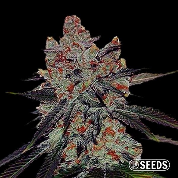 Auto Sherbert XXL de GB Seeds en GB Lleida