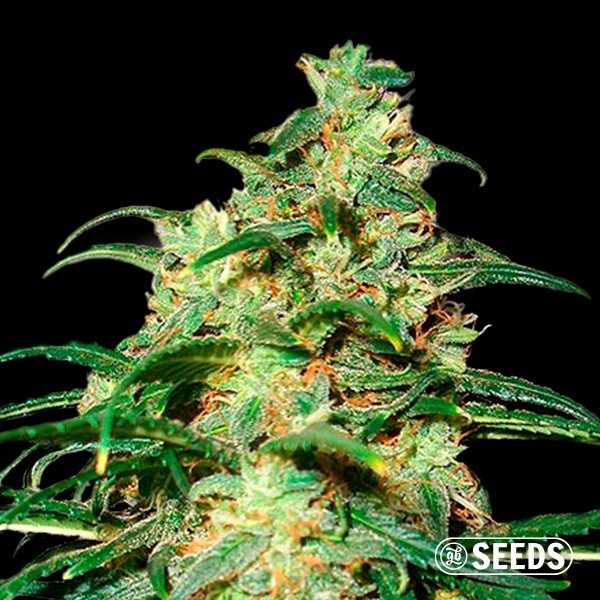 Auto Skunk XXL de GB Seeds en GB Lleida
