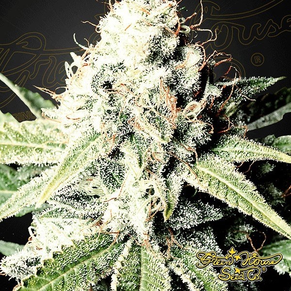 Great White Shark de Green House Seeds en GB Lleida