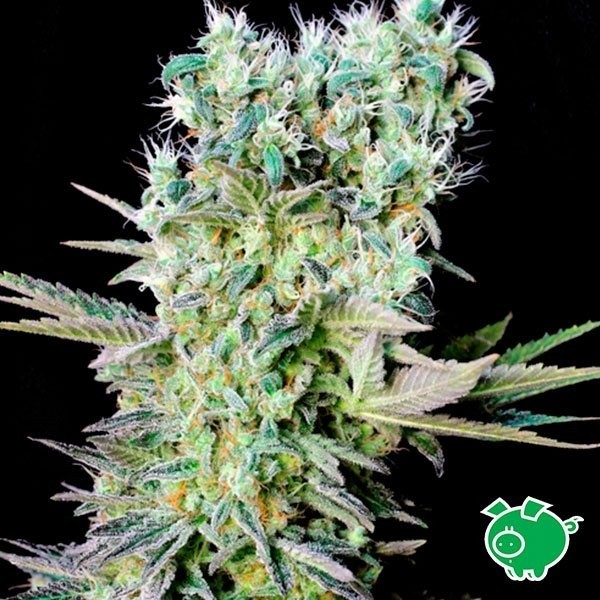 Northern Lights X de Genehtik en GB Lleida