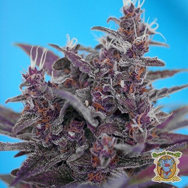 Black Cream Auto de Sweet Seeds en GB Lleida
