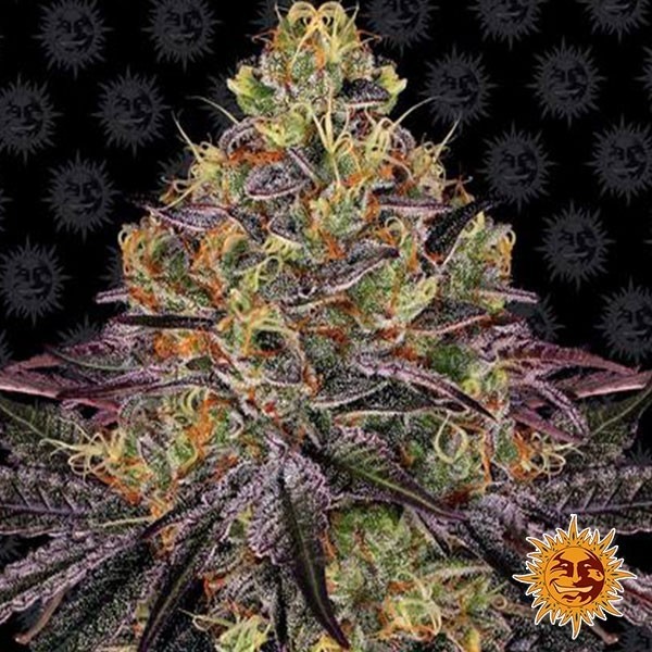 Watermelon Zkittlez de Barney's Farm en GB Lleida