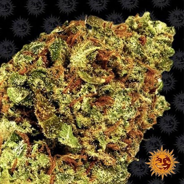 Watermelon Zkittlez Auto de Barney's Farm en GB Lleida