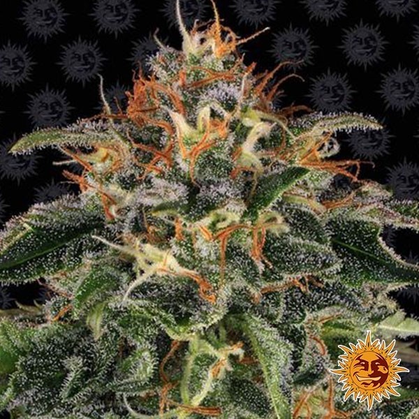 Moby Dick Barney's Farm de Barney's Farm en GB Lleida