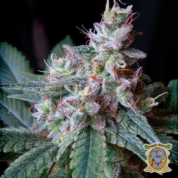 Cream Caramel F1 Fast Version® de Sweet Seeds en GB Lleida