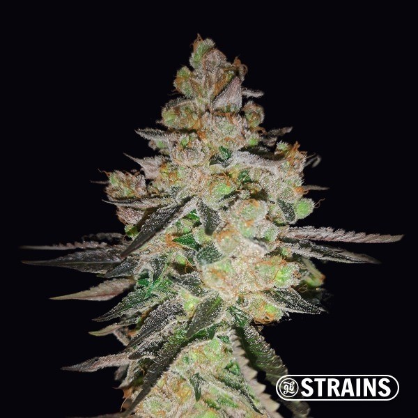OG Kush CBD GB Strains de GB Strains en GB Lleida