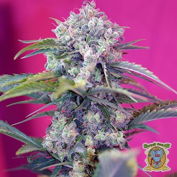 Cream Mandarine Auto de Sweet Seeds en GB Lleida