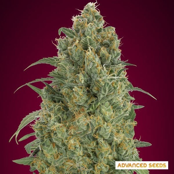 Auto Strawberry Gum de Advanced Seeds en GB Lleida