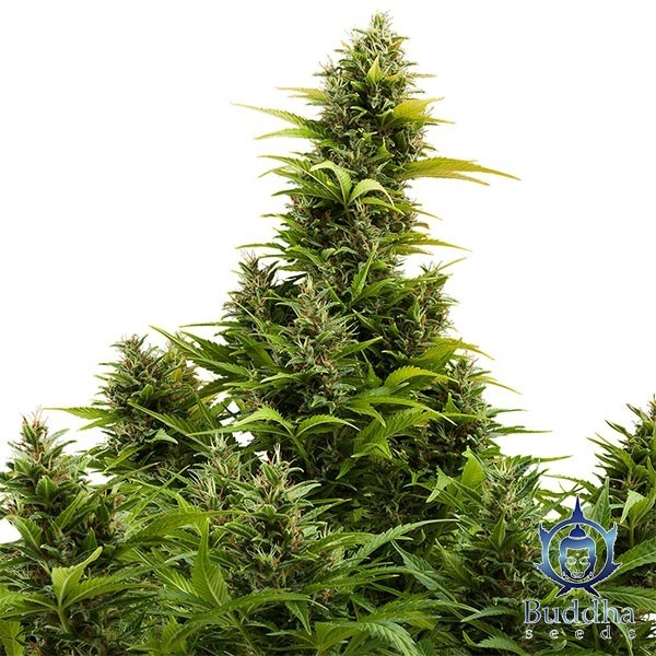 Medikit Auto CBD de Buddha Seeds en GB Lleida