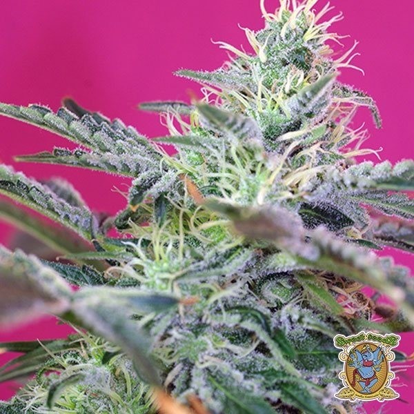 Sweet Cheese Auto de Sweet Seeds en GB Lleida