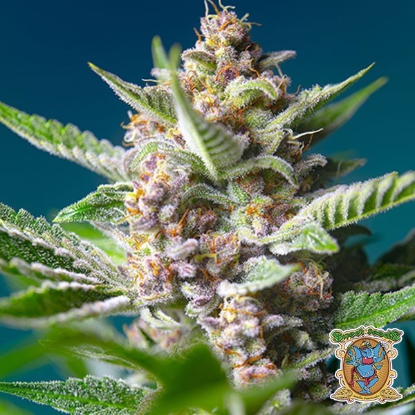 Purple Punch OG de Sweet Seeds en GB Lleida