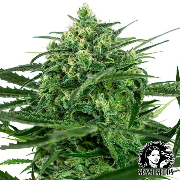 Sensi Amnesia de Sensi Seeds en GB Lleida