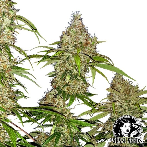 Banana Kush Cake de Sensi Seeds en GB Lleida