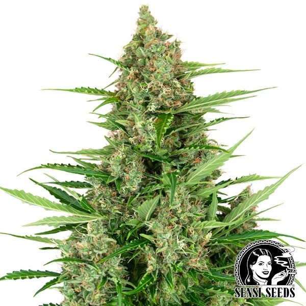 Banana Kush Cake Auto de Sensi Seeds en GB Lleida