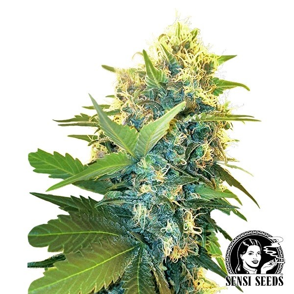 Double Kush Cake de Sensi Seeds en GB Lleida
