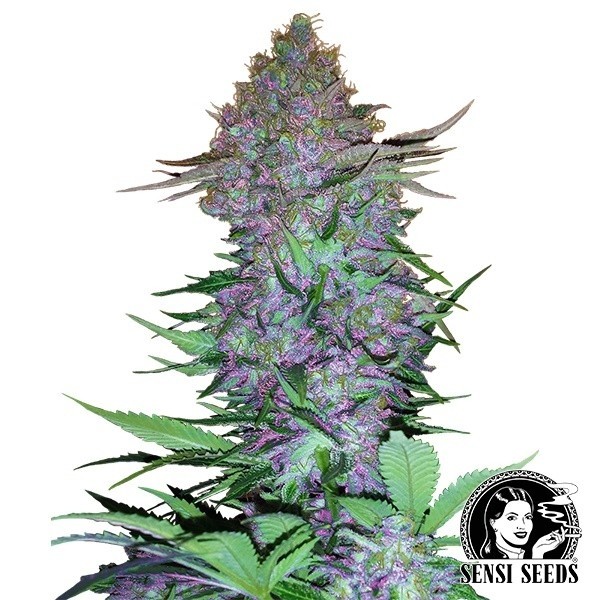 Purple Skunk Auto de Sensi Seeds en GB Lleida