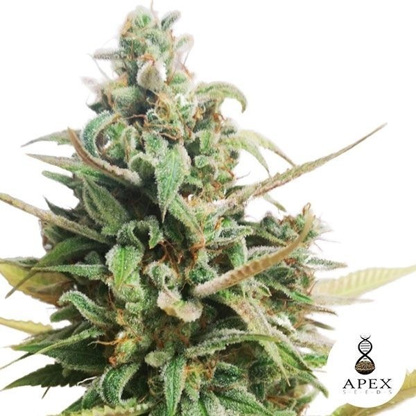 Choco Muffin de Apex Seeds en GB Lleida