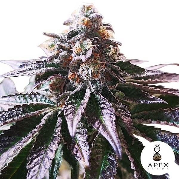 Magic Cookies Sorbet de Apex Seeds en GB Lleida