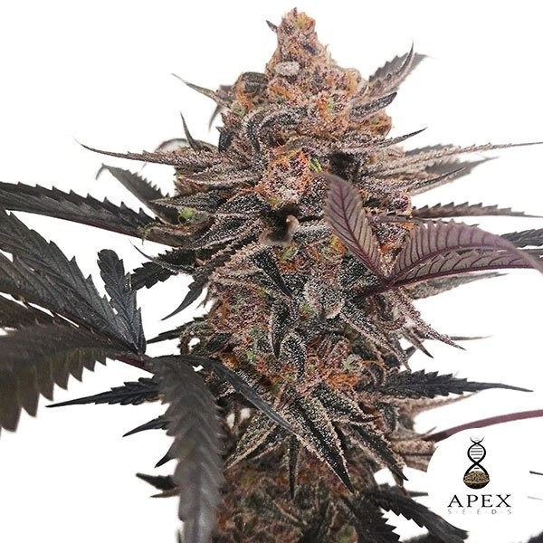 X-Med CBD Plus de Apex Seeds en GB Lleida