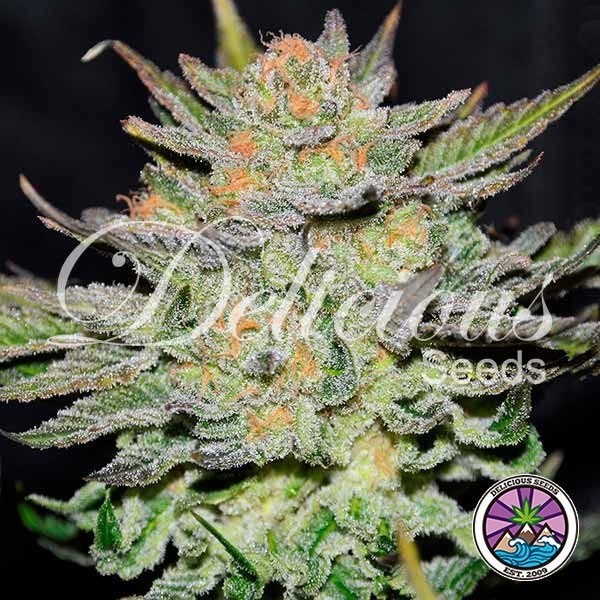 Auto Blue Ace CBD de Delicious Seeds en GB Lleida