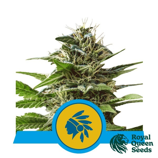 Tatanka Pure CBD de Royal Queen en GB Lleida