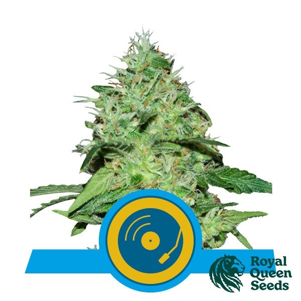 Joanne's CBD de Royal Queen en GB Lleida