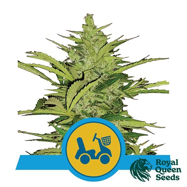 Fast Eddy Automatic CBD de Royal Queen Seeds en GB Lleida
