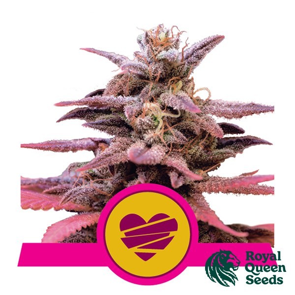 Wedding Crasher Royal Queen Seeds de Royal Queen en GB Lleida