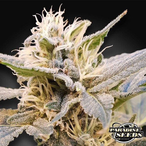 CBDelight de Paradise Seeds en GB Lleida