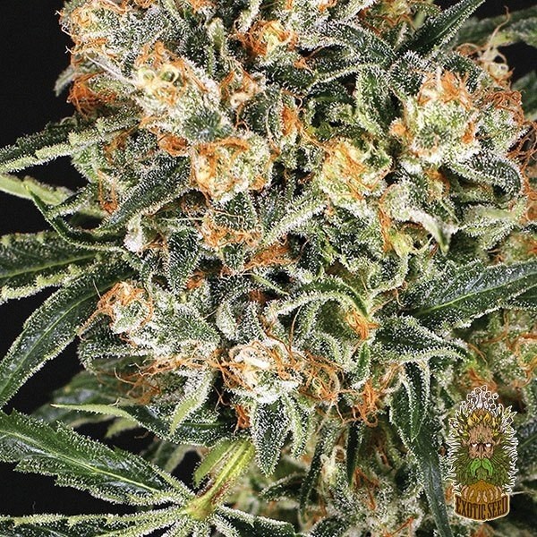 Hippie Therapy CBD de Exotic Seed en GB Lleida
