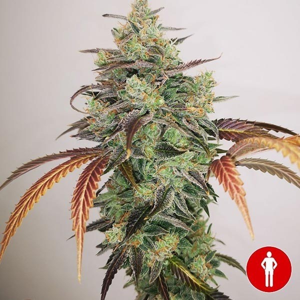 Y Griega CBD 2.0 de Medical Seeds en GB Lleida
