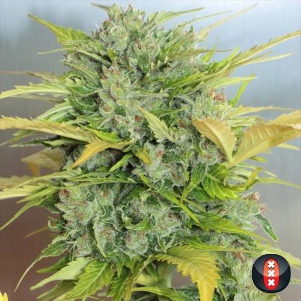 Auto AK-47 de Serious Seeds en GB Lleida