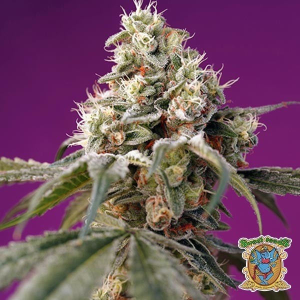 Bruce Banner Auto de Sweet Seeds en GB Lleida
