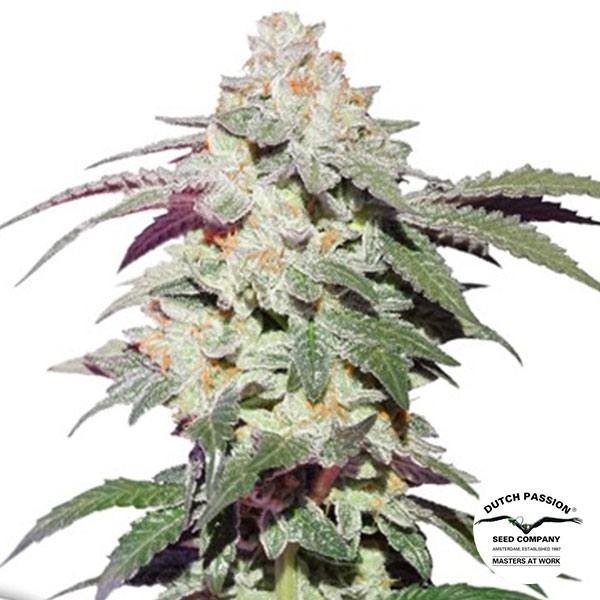 Skywalker Haze de Dutch Passion en GB Lleida